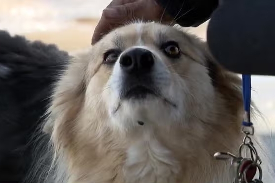 미국 켄터키주 루이빌 메트로의 한 마을에서 경찰을 실종 아동이 있는 곳으로 안내한 떠돌이개. 사진=WLKY 캡처