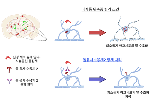 톨유사수용체2(TLR2) 항체에 의한 다계통 위축증 병리현상 조절 모델