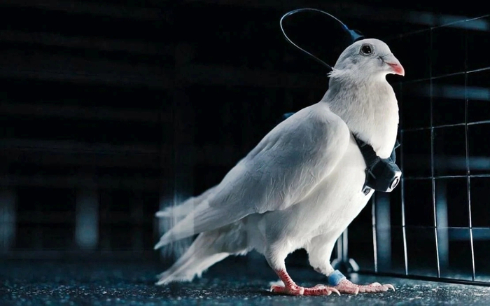 러시아 모스크바 소재 신경기술 스타트업 '네이리 그룹'은 살아있는 비둘기의 뇌에 신경 칩을 이식해 원격으로 조종하는 '사이보그 비둘기 드론'을 개발하고 있다. 사진=네이리 그룹