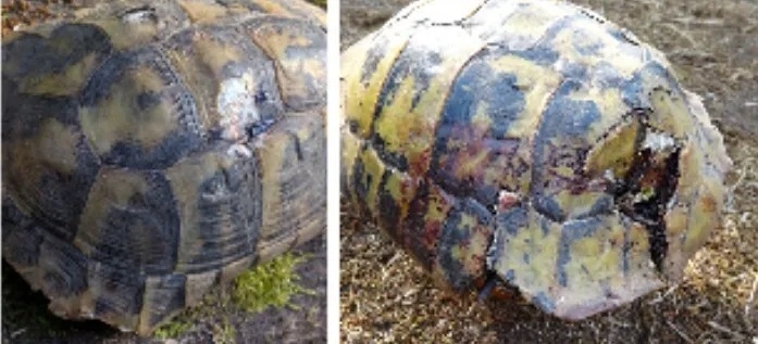절벽에서 떨어져 다치거나 죽은 헤르만거북 모습. 사진=드라간 아르소브스키, 마케도니아 생태학회 제공