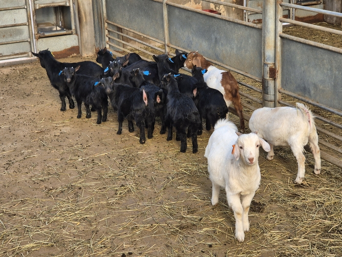 (사진=농림축산식품부)