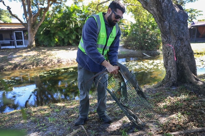 미국 플로리다주에서 추위로 기절한 이구아나를 포획하고 있다. 사진=AFP 연합뉴스