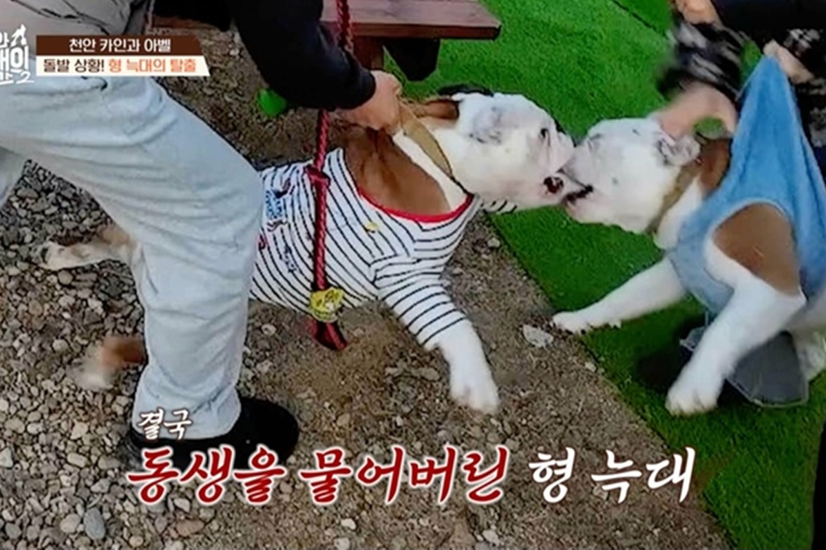 출처: 채널A ‘개와 늑대의 시간2’