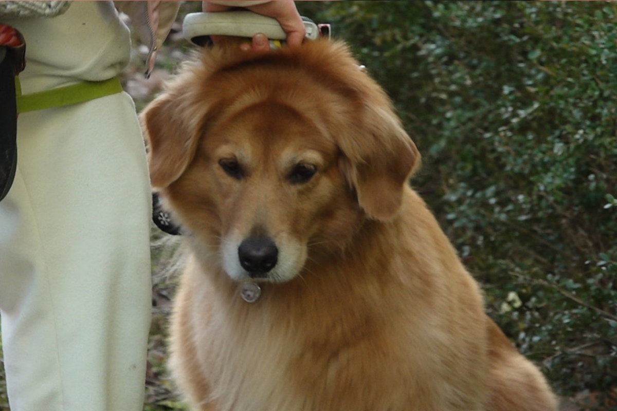 출처: 채널A '개와 늑대의 시간2'