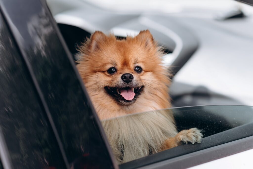 &nbsp;   Realistically, enforcing these laws can be challenging. Police must directly witness violations, and without reports, most infractions go undetected. However, in the event of an accident, the driver bears full responsibility.