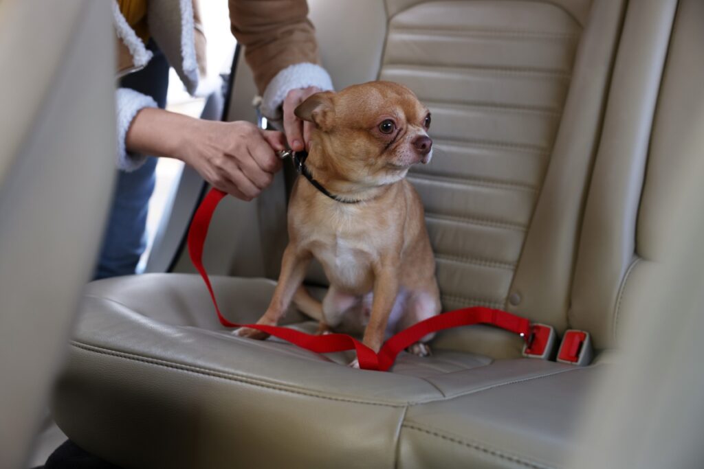 So what\'s the proper way to transport your dog? Traffic safety experts recommend a clear solution:   &nbsp;   Use a pet-specific carrier or car seat, place it in the back seat, and secure it firmly with the vehicle\'s ISOFIX anchors or seatbelt. Ensure the pet can\'t move freely in the car while maintaining proper ventilation and a comfortable temperature.
