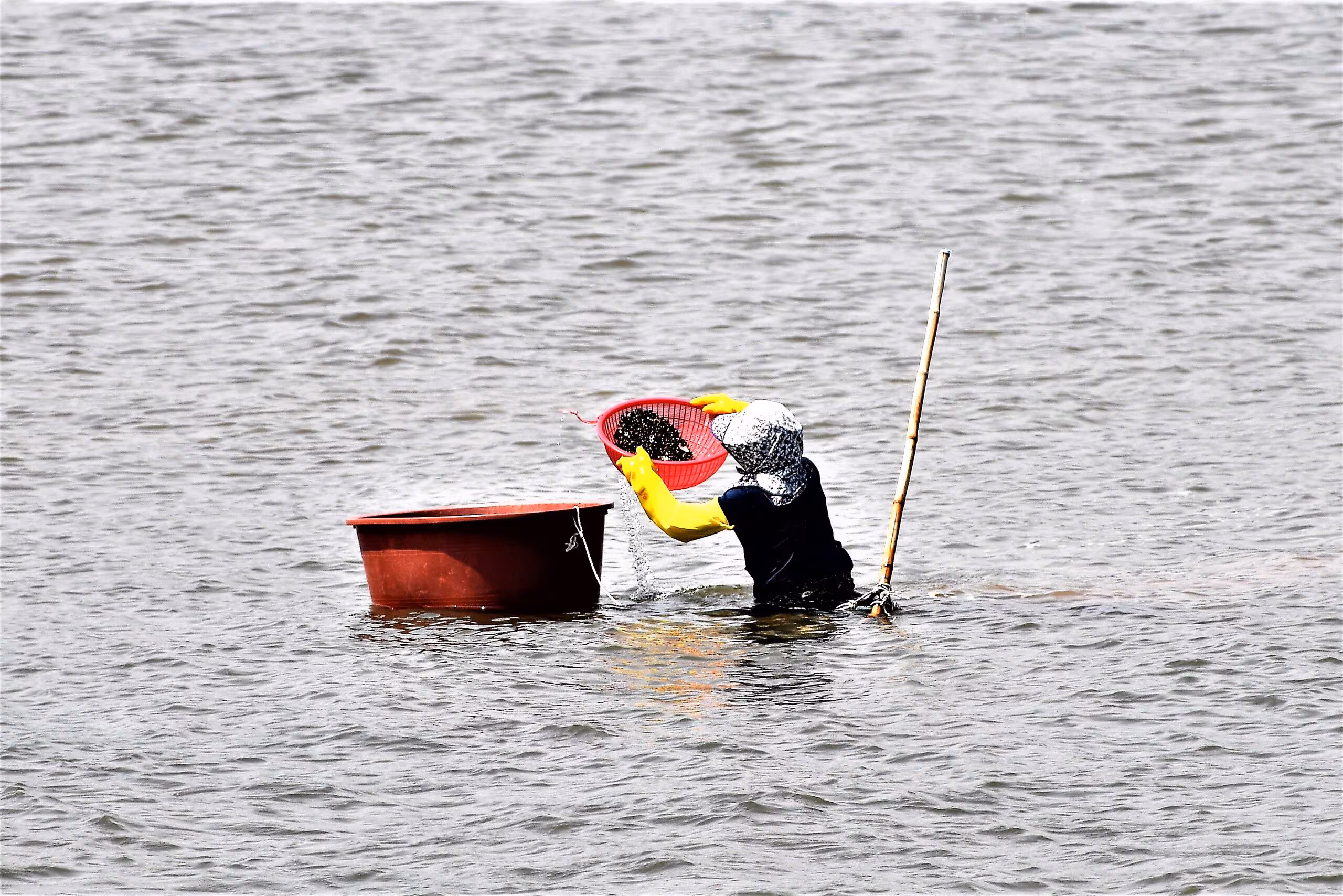 섬진강 재첩잡이 손틀어업을 하는 모습. /조선DB