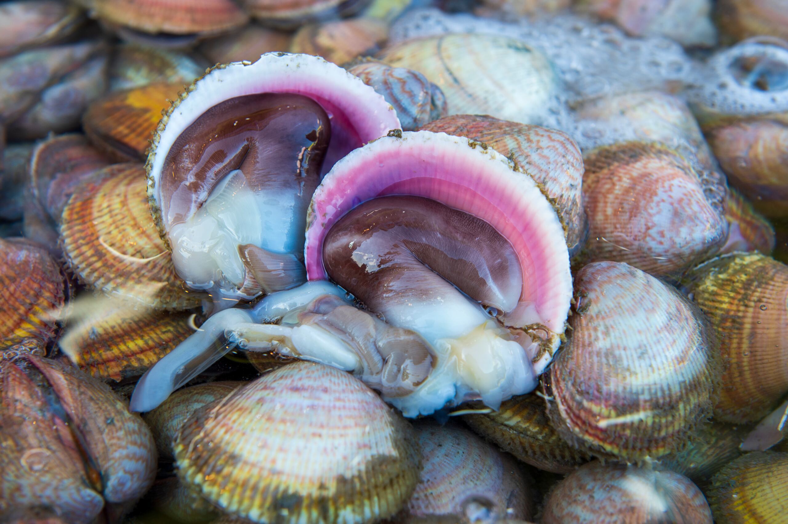 새조개. /홍성군 제공