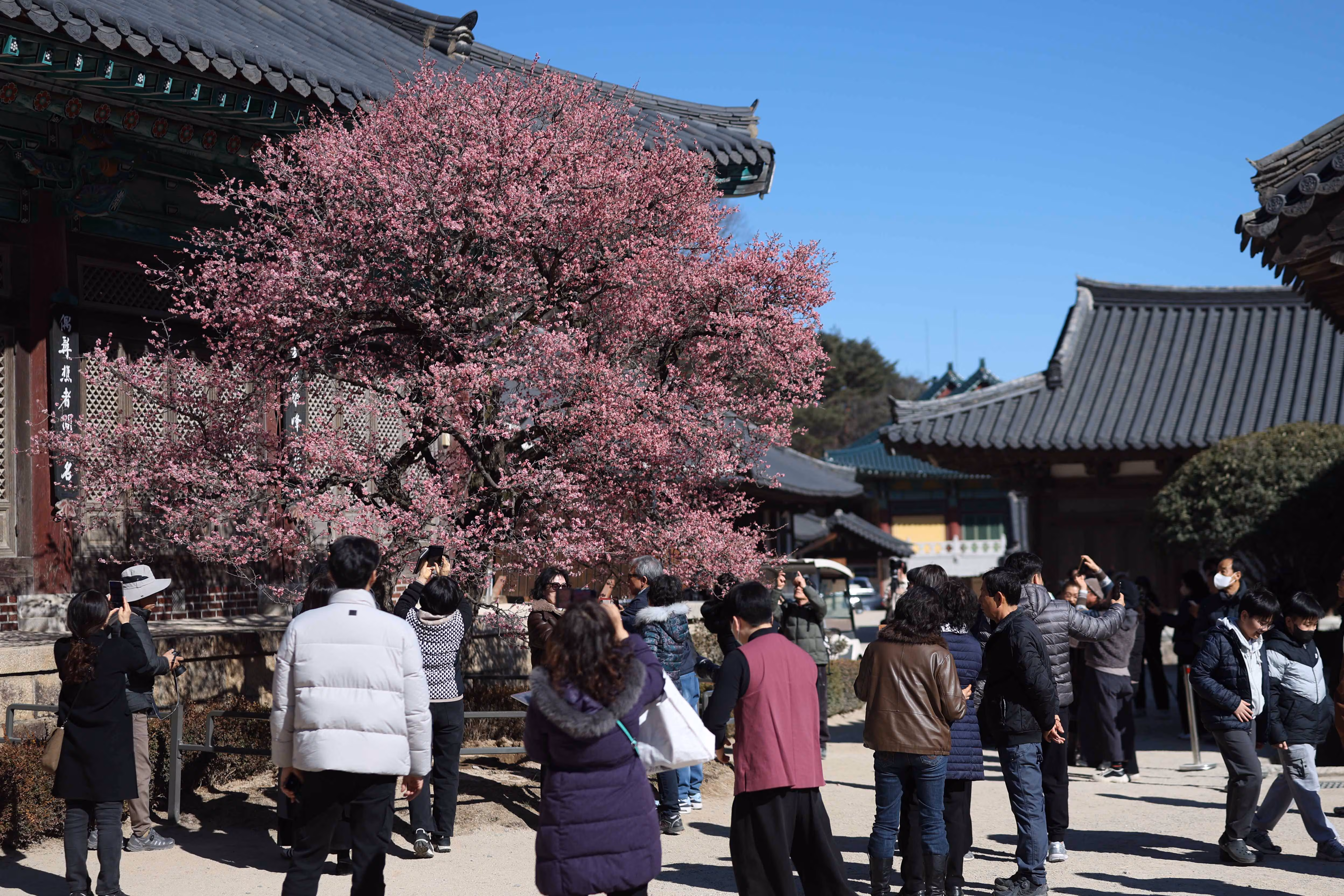 19일 오후 경남 양산시 통도사에 홍매화가 활짝 펴 시선을 끌고 있다. /연합뉴스