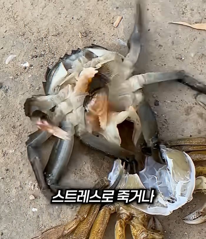 애니멀플래닛