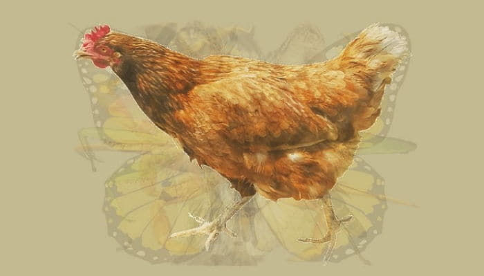 애니멀플래닛