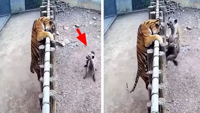 애니멀플래닛