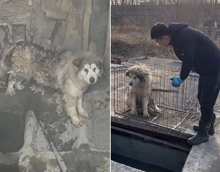 애니멀플래닛