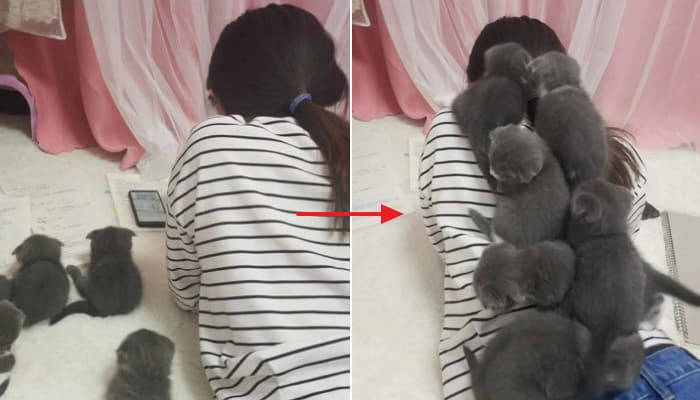 애니멀플래닛