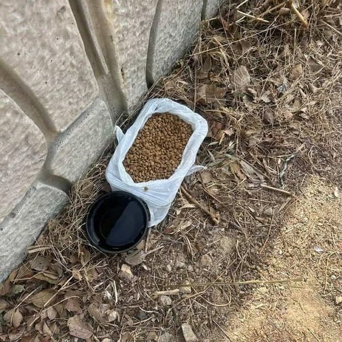 애니멀플래닛