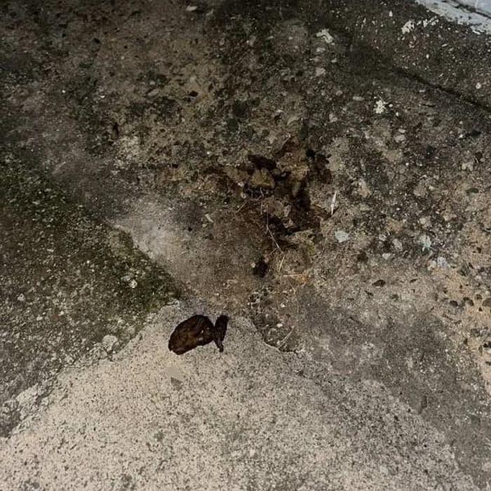 애니멀플래닛