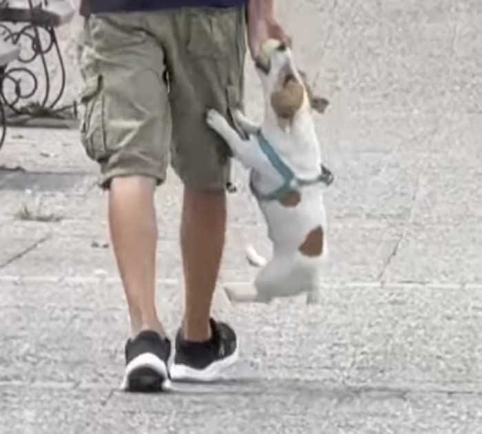 애니멀플래닛
