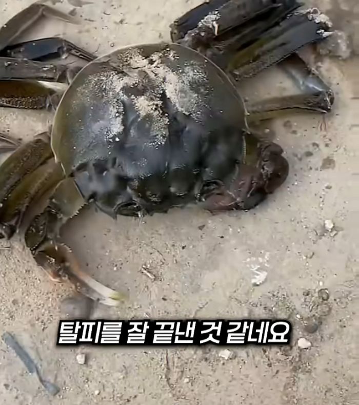 애니멀플래닛