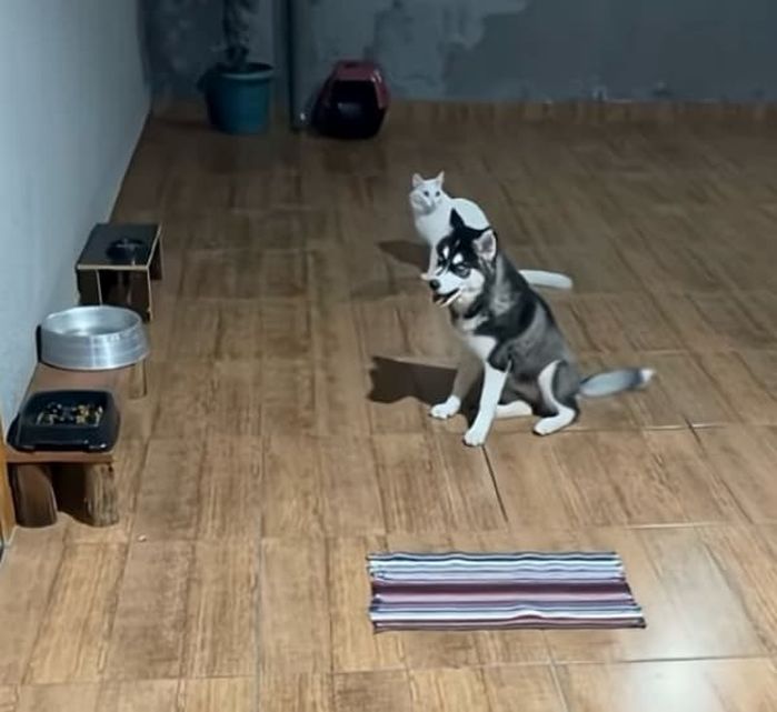 애니멀플래닛