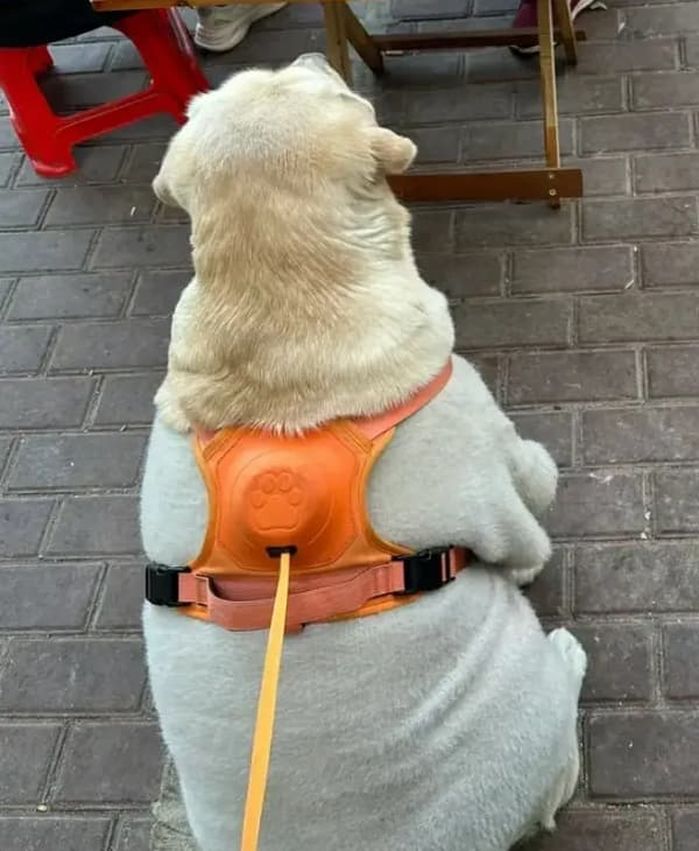 애니멀플래닛