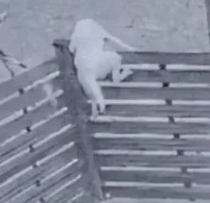애니멀플래닛