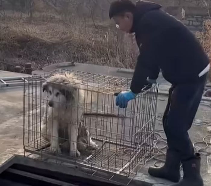 애니멀플래닛