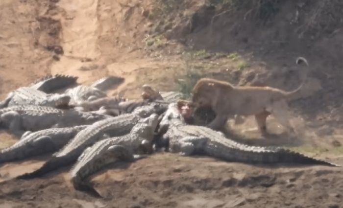 애니멀플래닛