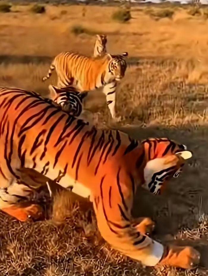애니멀플래닛
