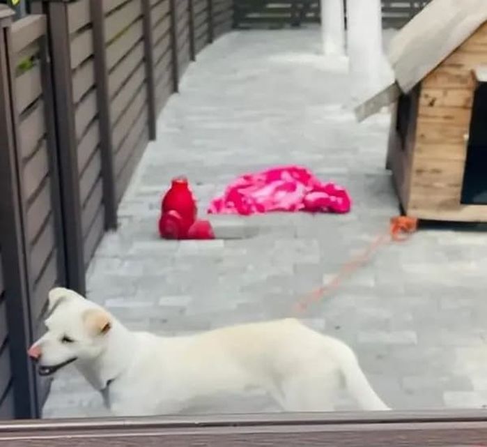 애니멀플래닛