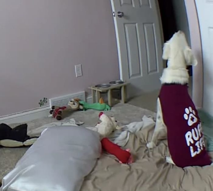 애니멀플래닛