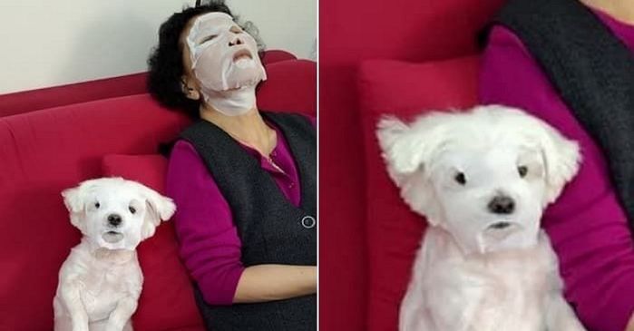 애니멀플래닛