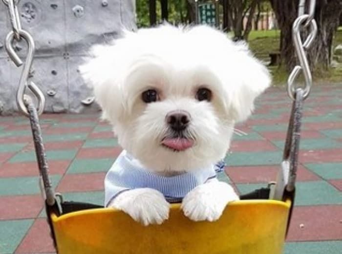 애니멀플래닛