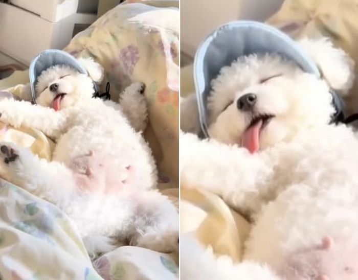 애니멀플래닛