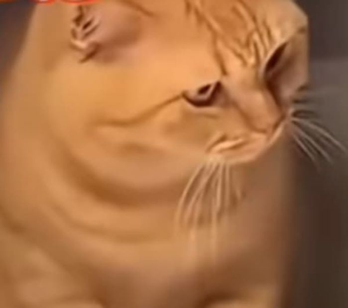애니멀플래닛