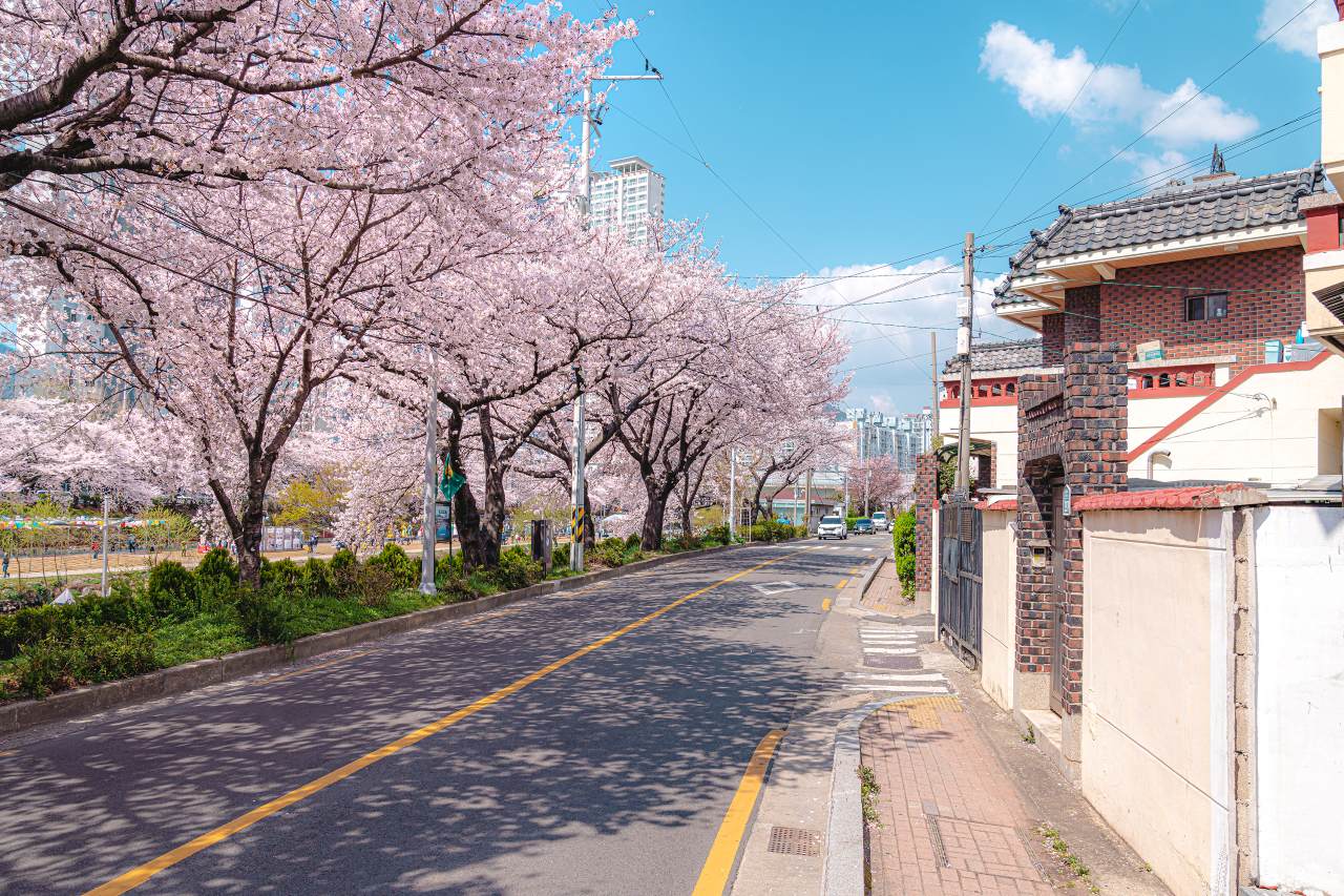 온천천 벚꽃길 / 사진=부산관광공사@써머트리