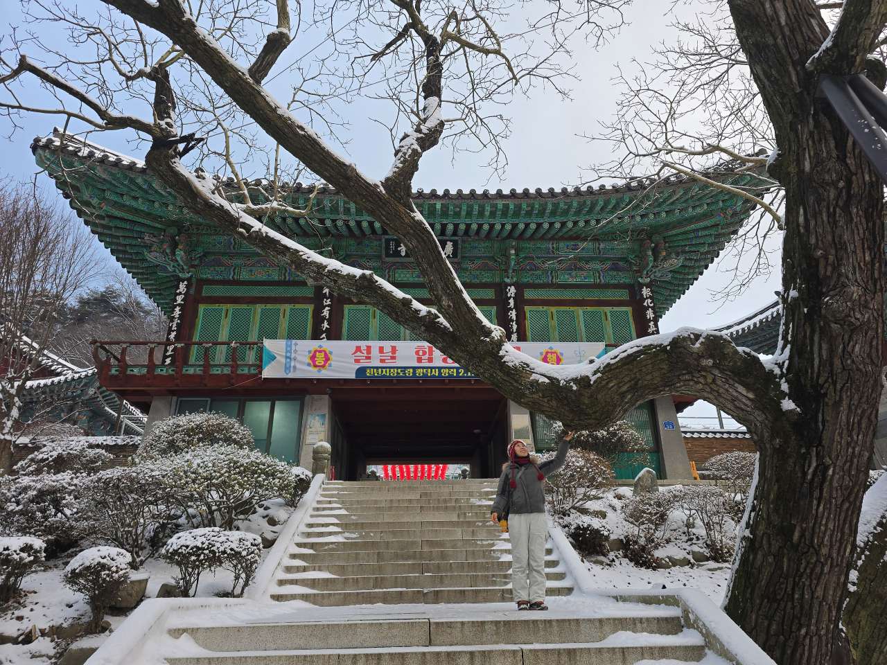 400년된 호두나무