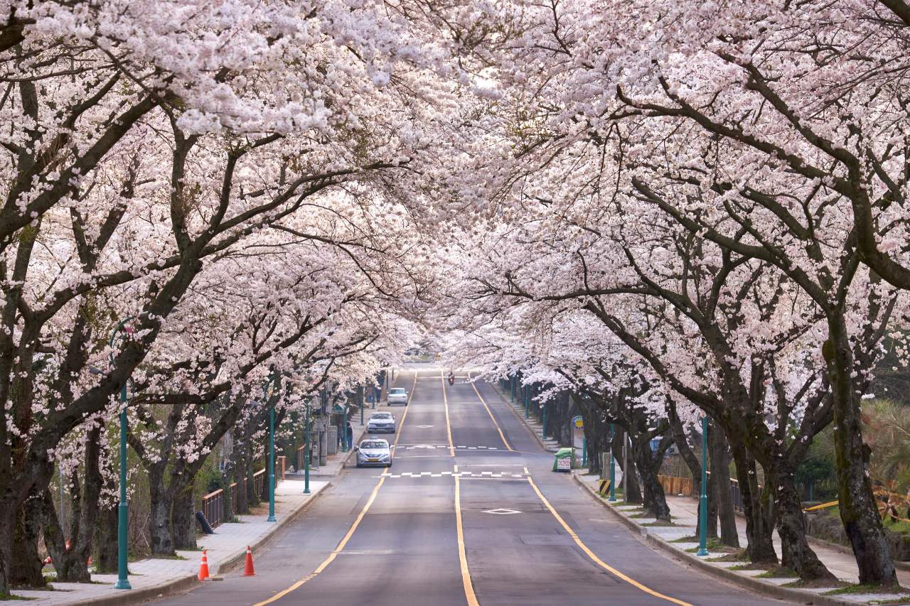 대학교 벚꽃이 이정도