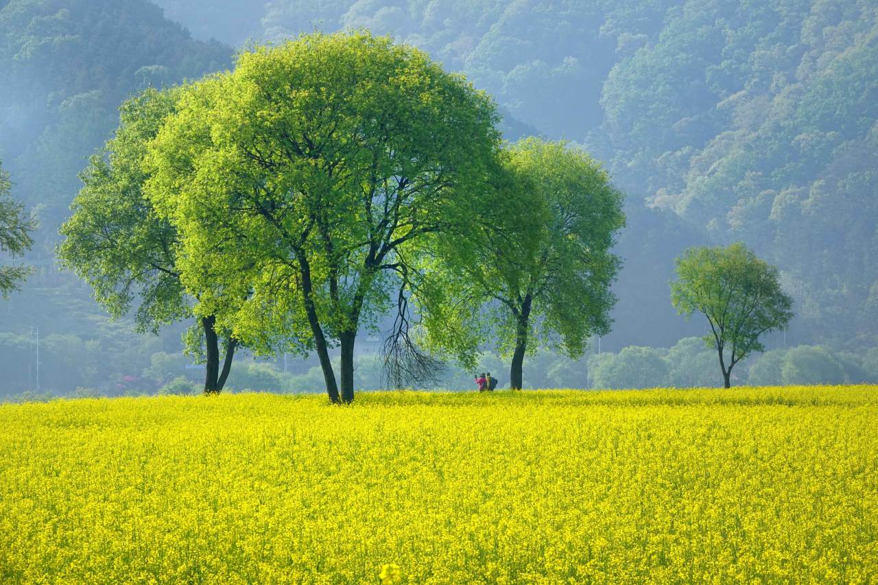 친수공원의 유채꽃 / 사진=한국관광공사 포토코리아@권영석