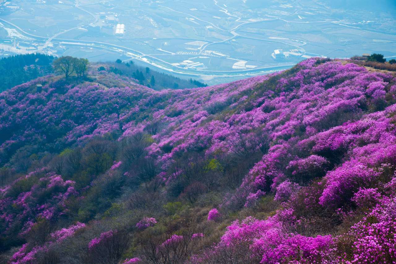 영취산 진달래 / 사진=한국관광공사 포토코리아@라이브스튜디오