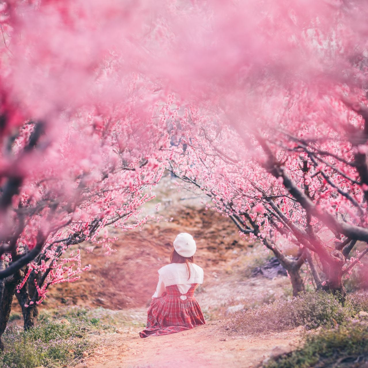 기장 매화원 / 사진=부산관광공사@써머트리 권강현