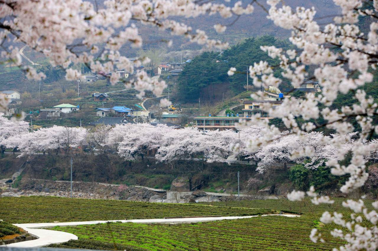 하동 십리벚꽃길 / 사진=한국관광공사 포토코리아@김지호