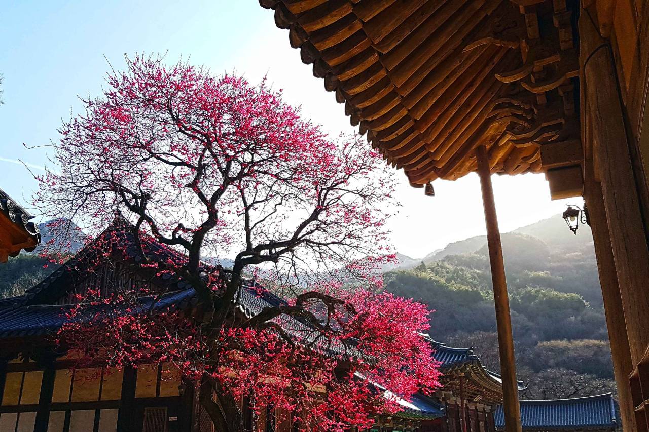 화엄사 홍매화 / 사진=한국관광공사 포토코리아@홍종표