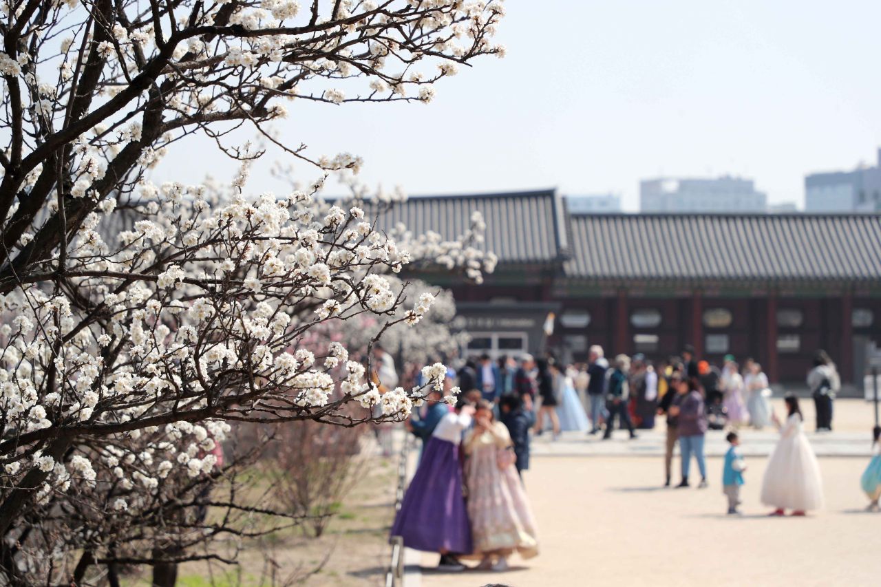 경복궁 매화 / 사진=한국관광공사 포토코리아@이범수