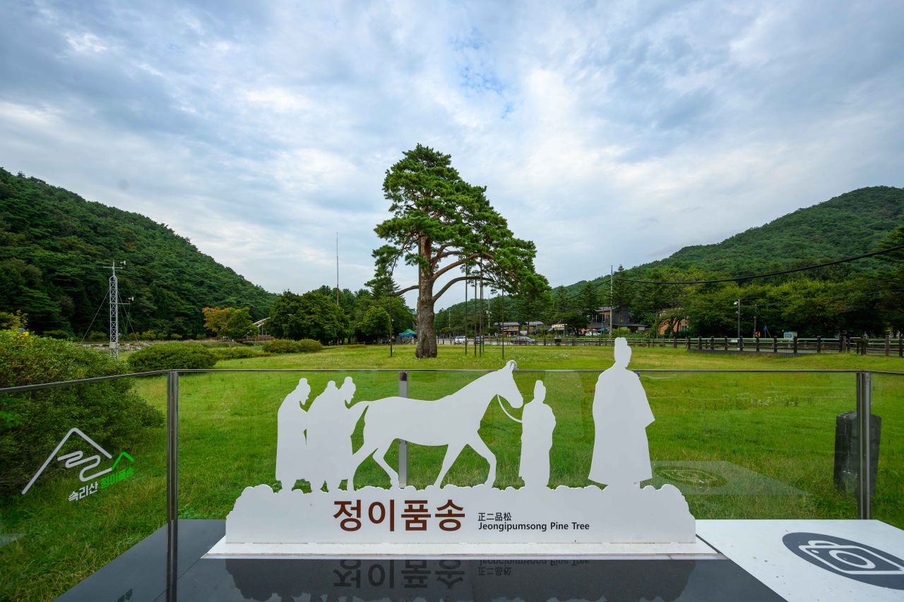 정이품송의 재밌는 이야기