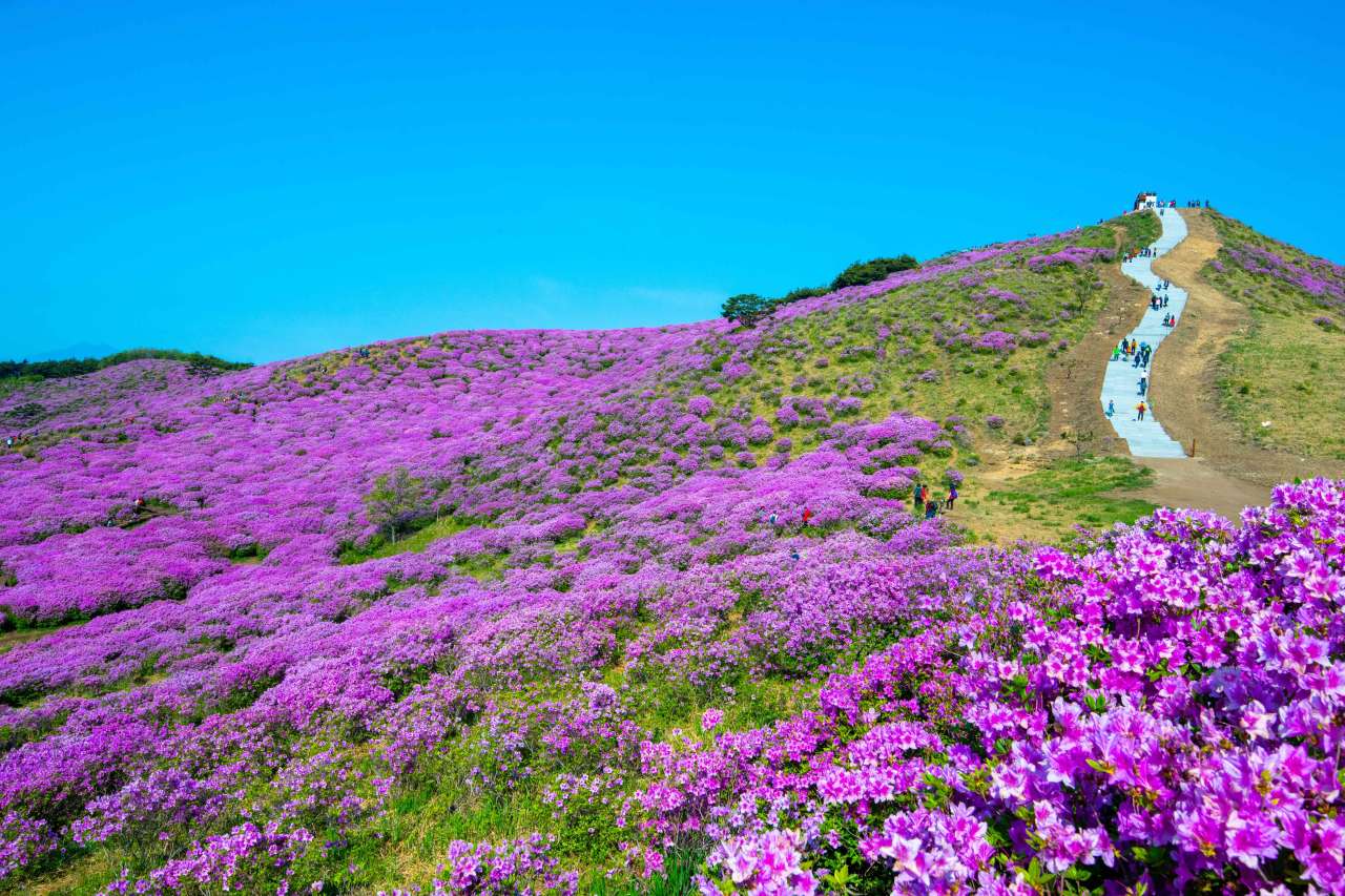 황매산 진달래 능선 / 사진=한국관광공사 포토코리아@라이브스튜디오