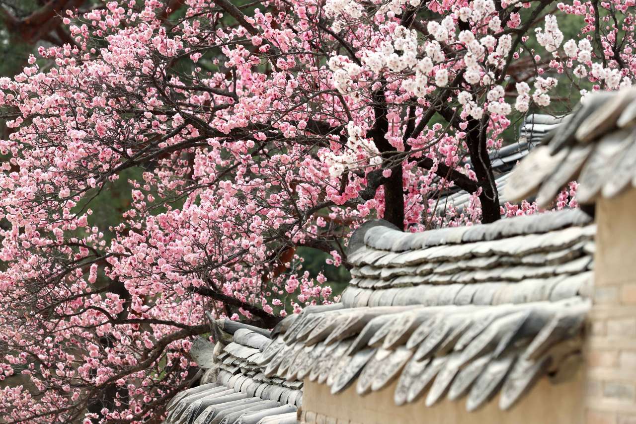 &nbsp;   Korea Tourism Organization Photo Korea@Gwon Hyang-soon