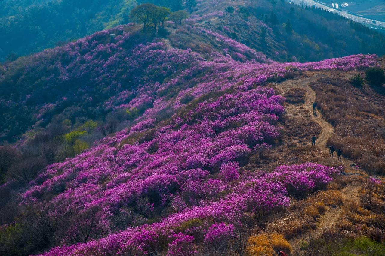 영취산 진달래 / 사진=한국관광공사 포토코리아@라이브스튜디오