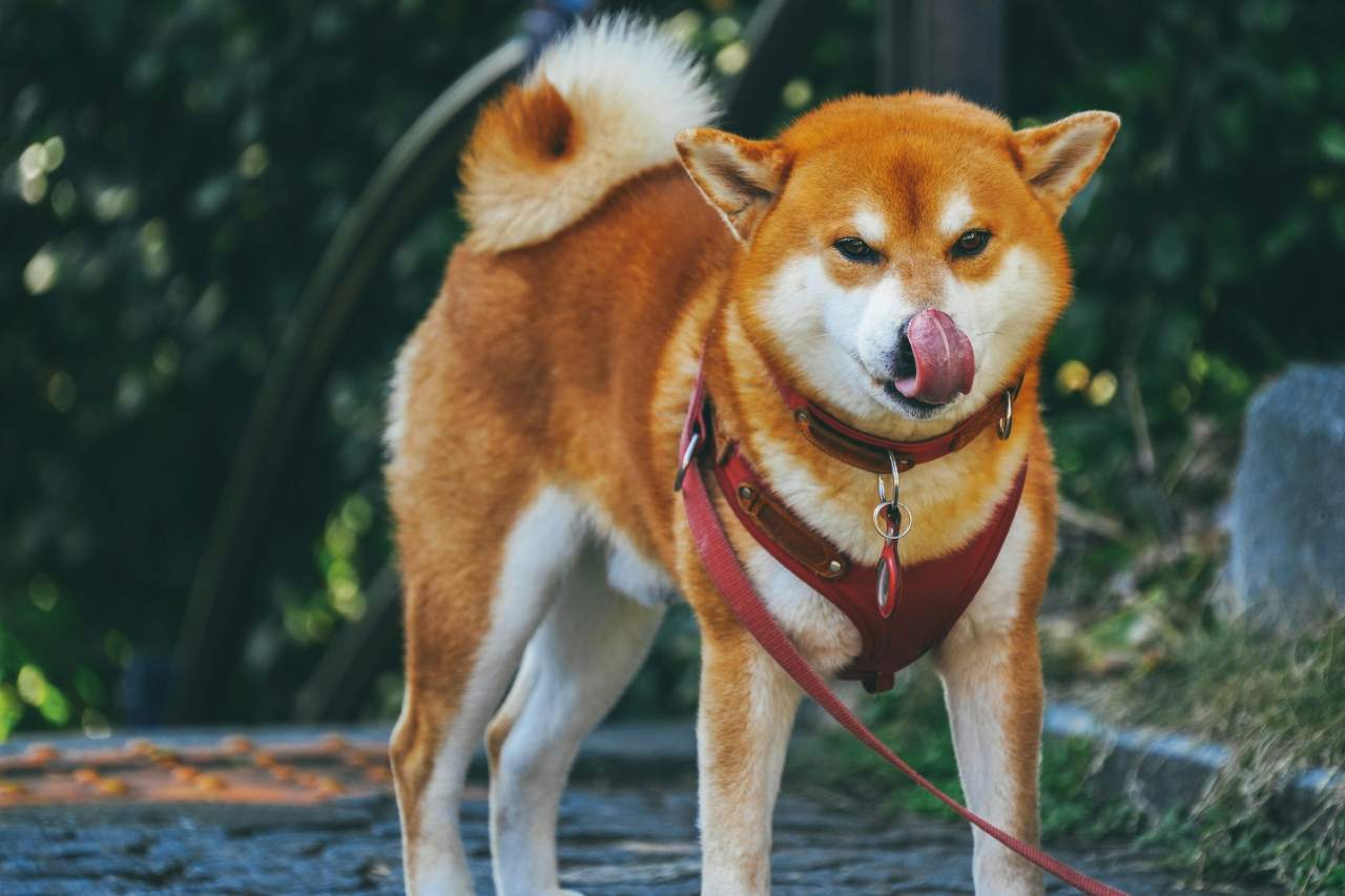 아키타견 / 사진=unsplash@HONG FENG