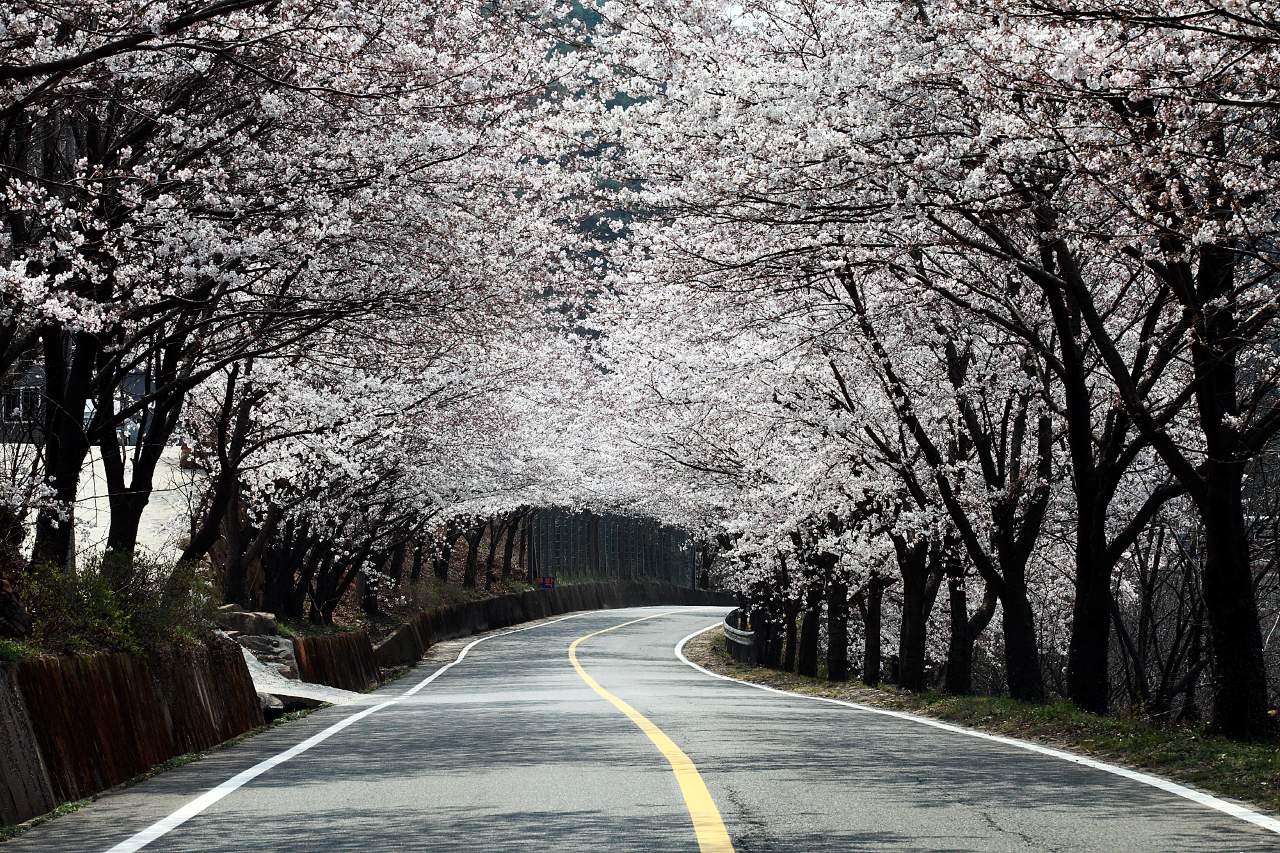 십리벚꽃길 / 사진=경남관광길잡이