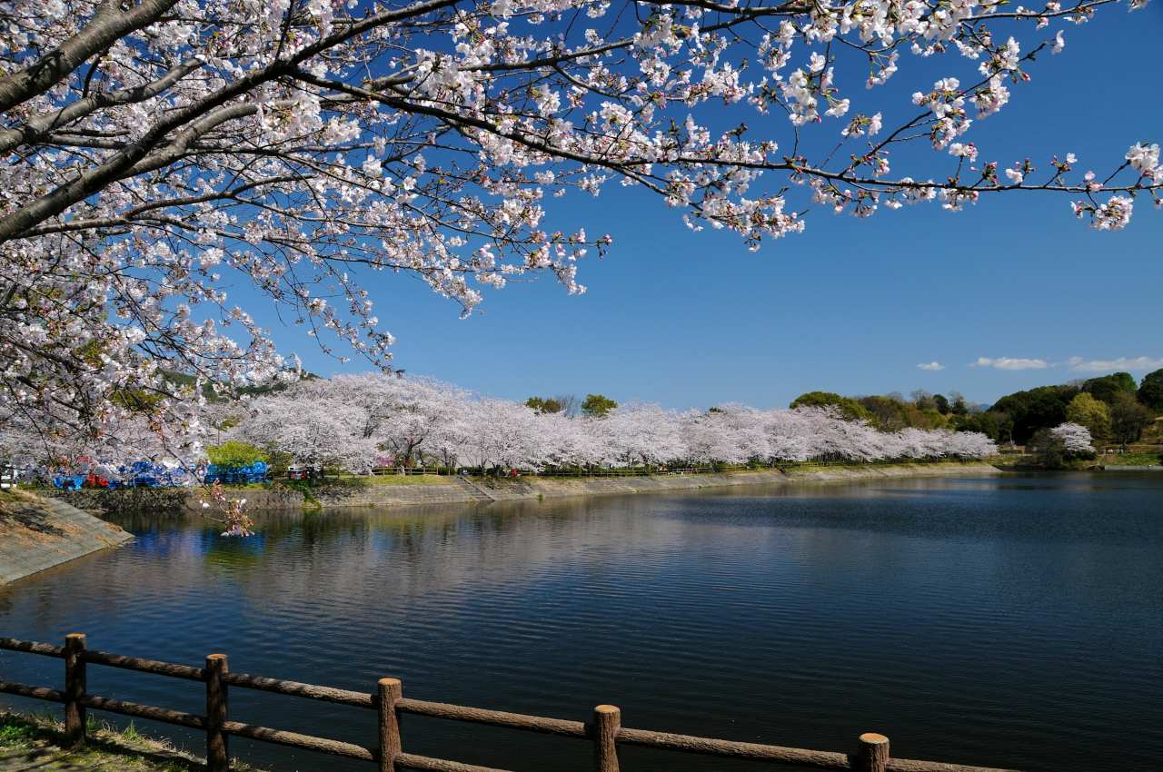 구마모토 우키시 벚꽃 / 사진=unsplash@Kohji Asakawa